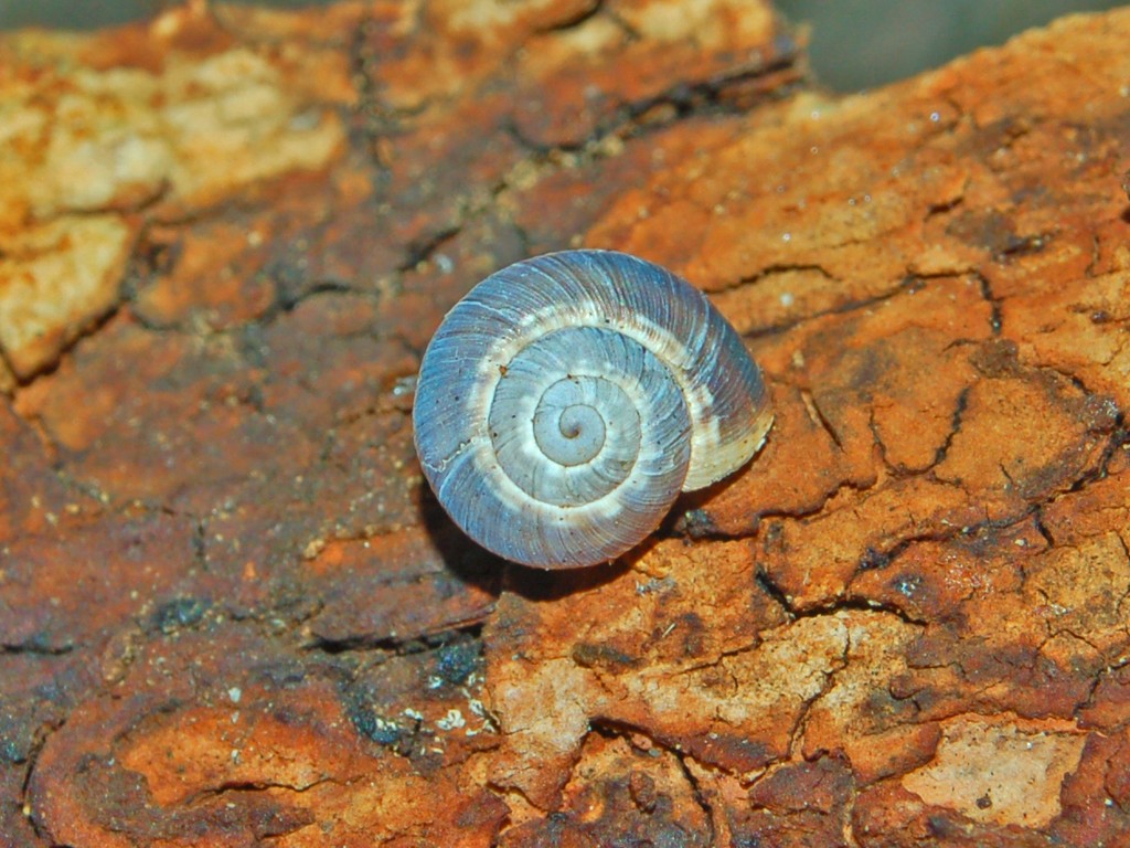 Una lumachina azzurra